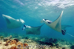 Manta cleaning station, Sea Queen liveaboard just ouside ... by Larry Polster 